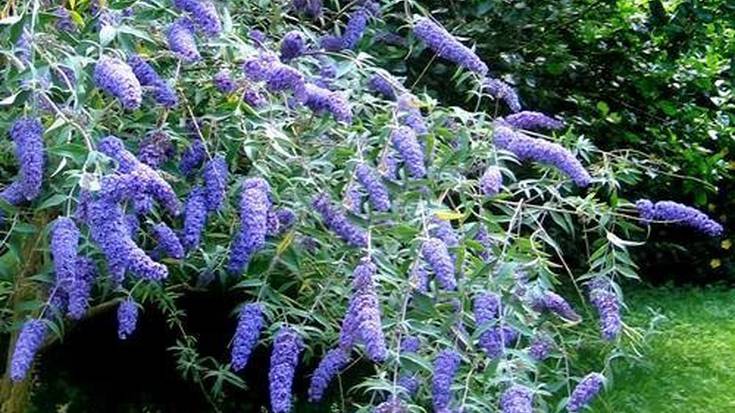 Flora inbaditzailea kontrolatzeko neurriak hartu ditu URAk