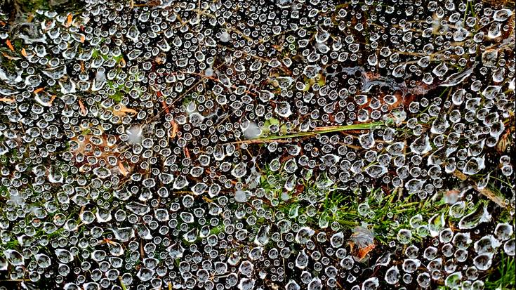 Bustitzen jarraituko du