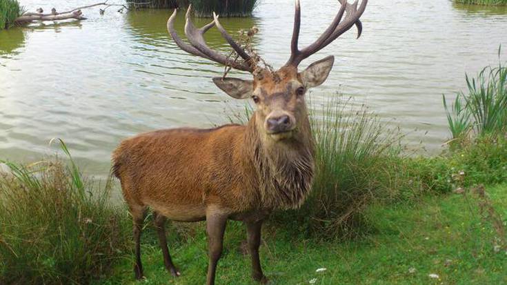Oreinak eta kaioak Salburun