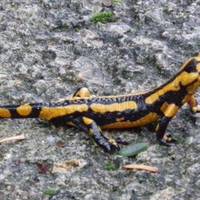 Natur ibilbidea: Narrastiak eguzkitan