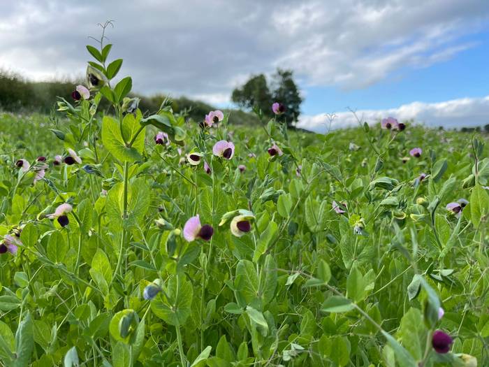 Berotzen doan udaberria