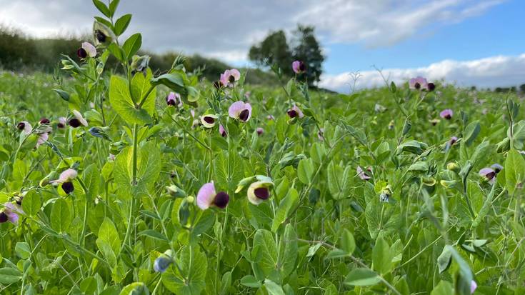 Berotzen doan udaberria