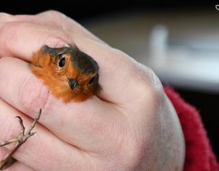 Zeruko zaindarien zelatan