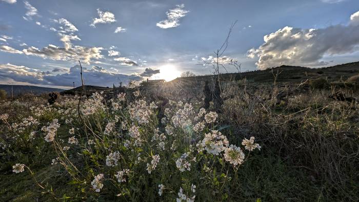 Arratsaldeari zukua atera beharko