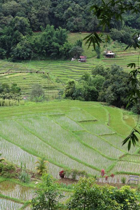 Chiang Maiko txoko zoragarria.