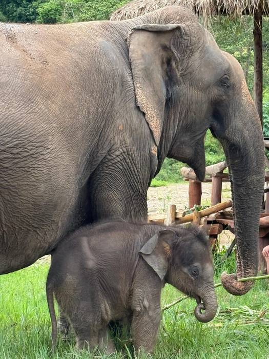 Tailandiatik agurra.