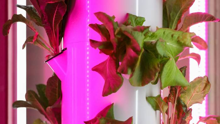 Nekazaritza bertikala saritu du Arabak