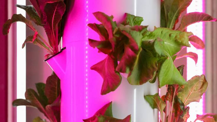 Nekazaritza bertikala saritu du Arabak