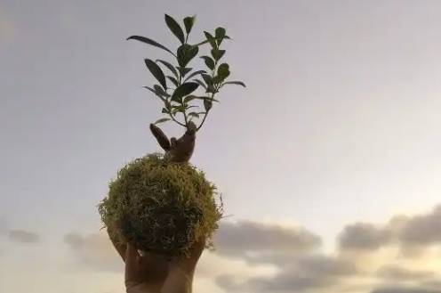 Kokedamak egiteko lantegia