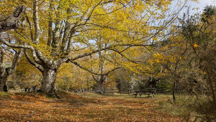 Zenbait orduz, argiago