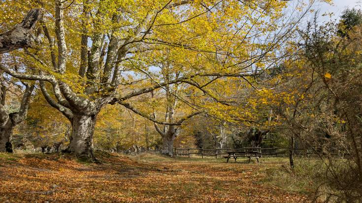 Zenbait orduz, argiago