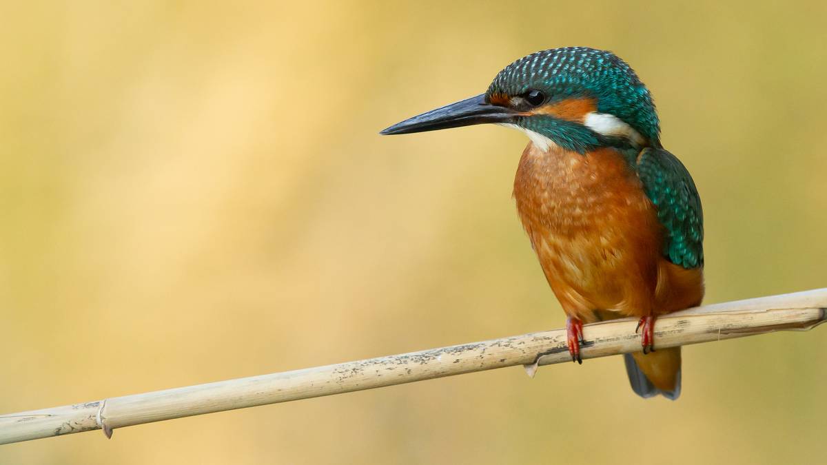 "Osasuntsu dauden ibaietatik hurbil bakarrik bizi naiteke"