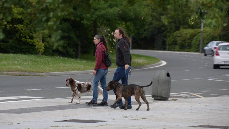 Estimatuenak, mestizoak eta setter ingelesak