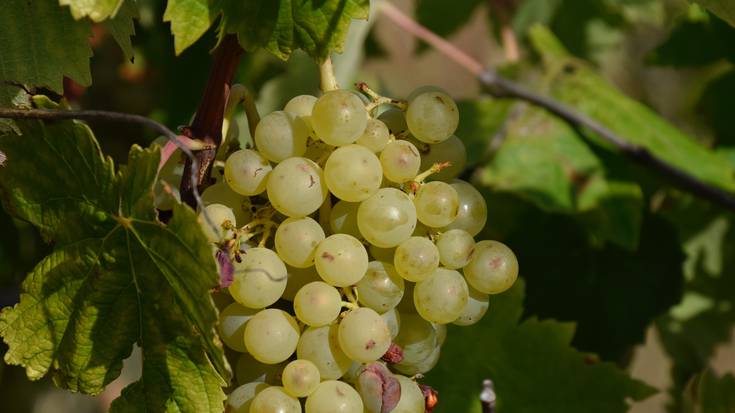 Ardo zurien esportazioek gora egin dute, eta behera ardo beltzarenak