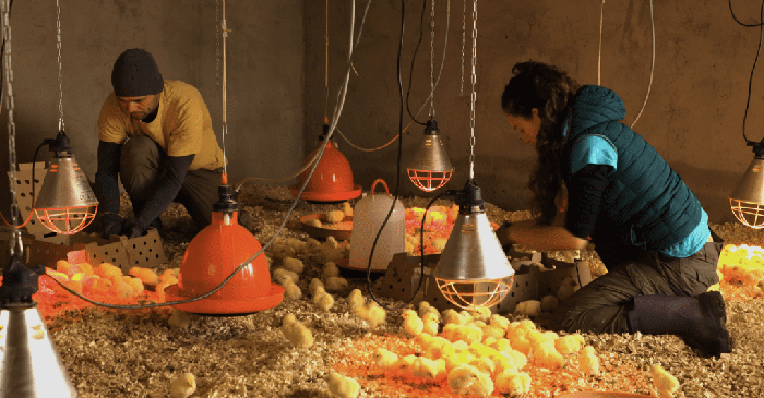 XIII. Lorabarri Astea prestatzen ari dira Aramaion