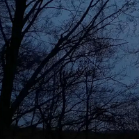 Natur ibilbidea: Gauean baso artean