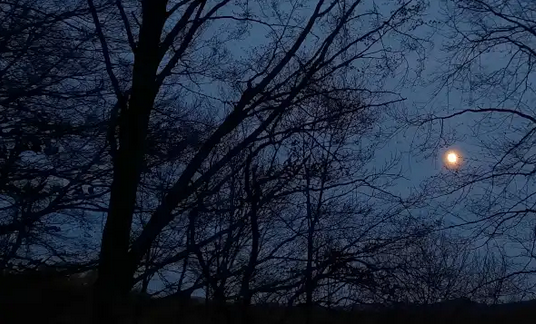 Natur ibilbidea: Gauean baso artean