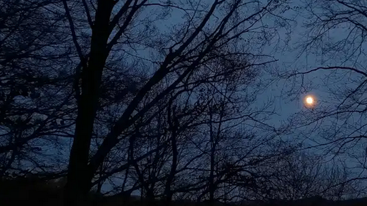 Natur ibilbidea: Gauean baso artean