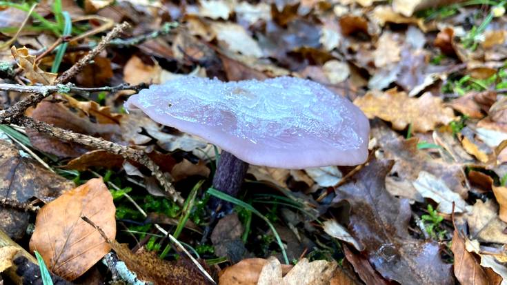 Neguko kutsua bueltan