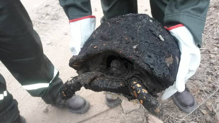 Arabako hainbat suhiltzaile ari dira Amazoniako suteen aurkako lanetan