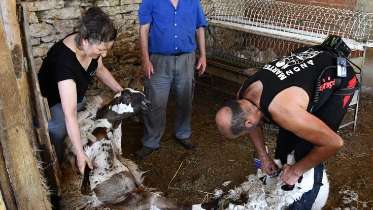 Neguko berokia erantzi diote artaldeari