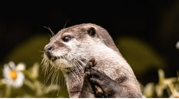 Natur ibilbidea: ugaztunak