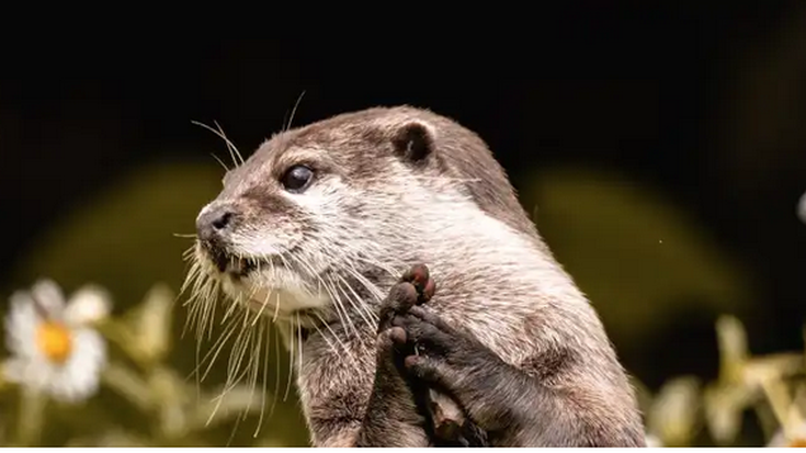 Natur ibilbidea: ugaztunak