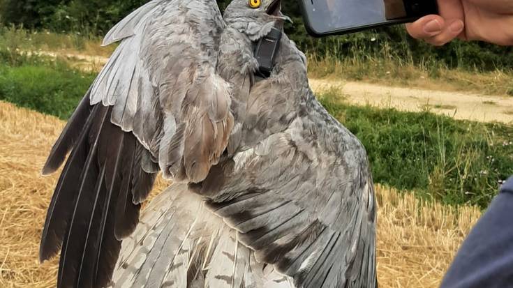 Mehatxatutako mirotz zuriaren bi ale markatu ditu Udalak