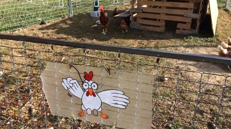 Errekaleorreko oilategiaren kontrako ekintzan kalteak eragin izana salatu dute auzokideek