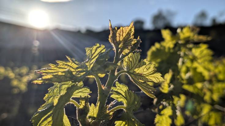 Arratsaldetik aurrera, hobera