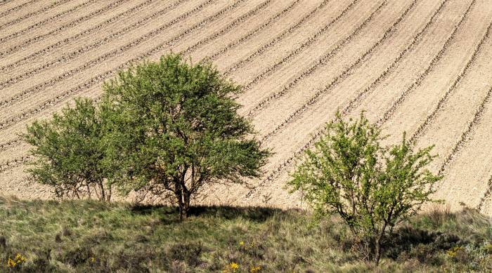Argitasuna, bere horretan