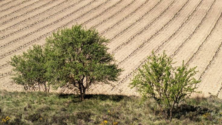 Argitasuna, bere horretan