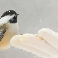 Natur ibilbidea: Hegazti negutarrak Olarizun