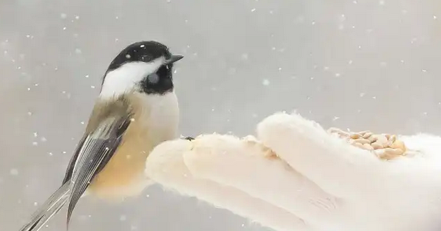 Natur ibilbidea: Hegazti negutarrak Olarizun