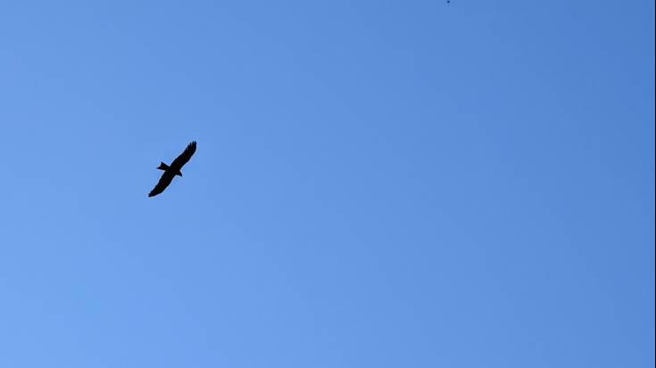 Beroa, hauts ganduarekin