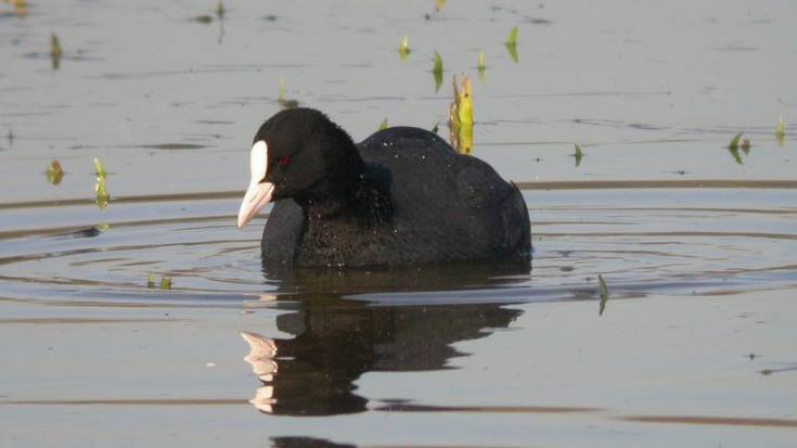 1.500 uretako hegazti baino gehiago izan ziren Salburuan negu pasan