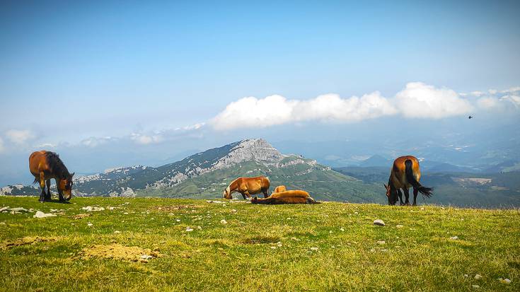 'Ezagutu gertukoa' udako argazki lehiaketa abiatu du ALEAk