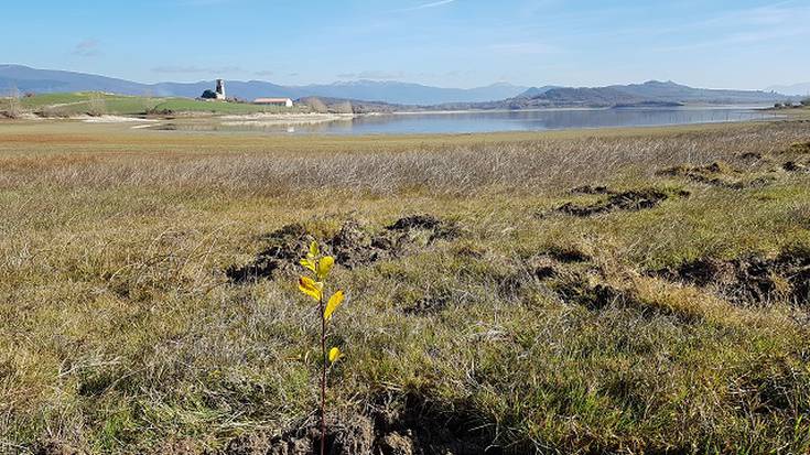 5.500 zuhaitz landatu dituzte Uribarrin, iragazki lana egiteko