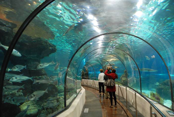 Turismo didaktikoa: penintsula iparraldean bisitatzeko akuariorik onenak