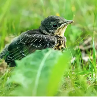 Natur ibilbidea, txitoen bila Salburuan