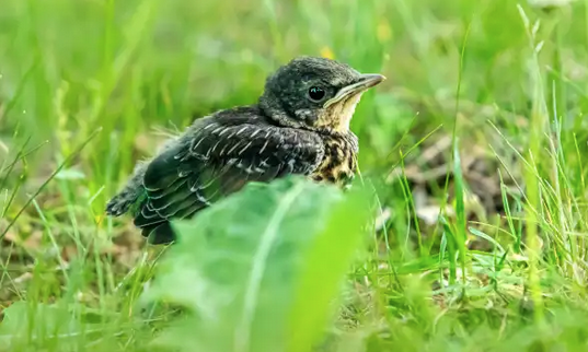 Natur ibilbidea, txitoen bila Salburuan