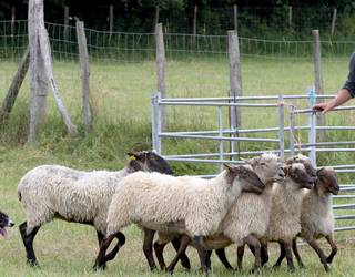 "Erokeria izan da hainbeste artzain biltzea"