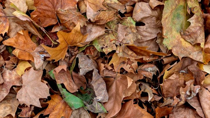 Udazken kutsua berreskuratzen