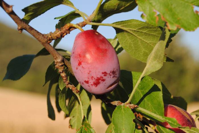 Valderejon eta Izkin fruta-arbolen berreskuratze proiektua ezagutaraziko dute