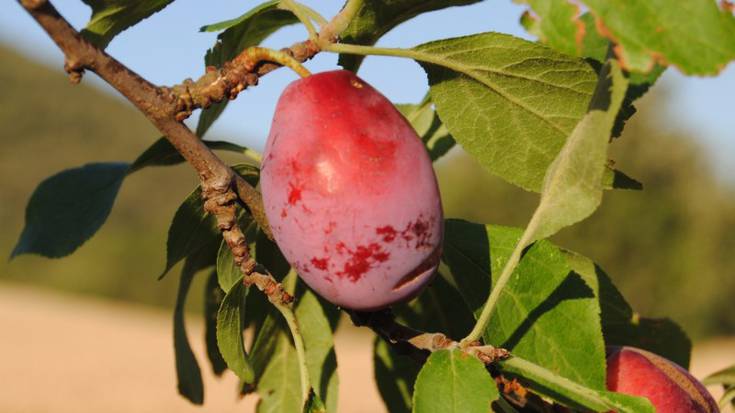 Valderejon eta Izkin fruta-arbolen berreskuratze proiektua ezagutaraziko dute