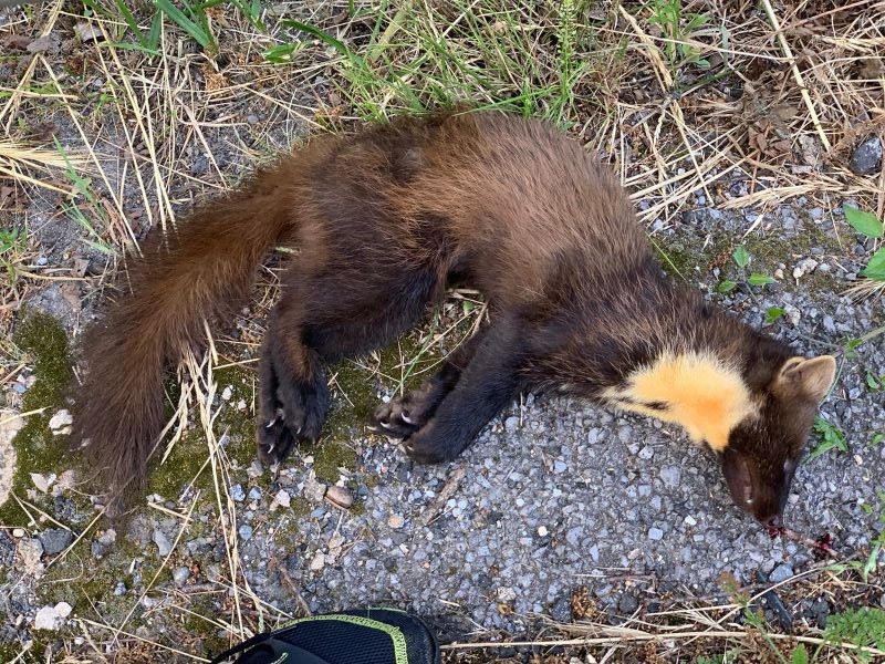 Lepahori bat hil da Salburuan ibilgailu batek harrapatuta