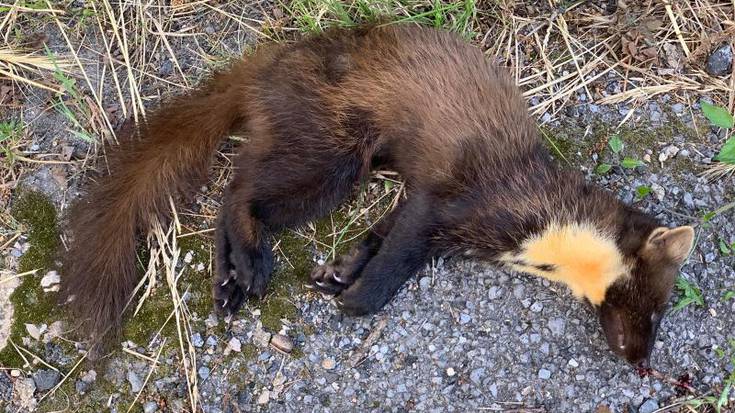 Lepahori bat hil da Salburuan ibilgailu batek harrapatuta