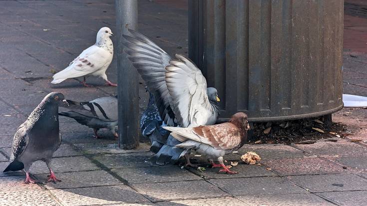 Usoei arrautzak kendu eta gezurrezkoak jarriko dizkiete