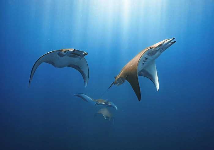 Amurrion Nazioarteko Itsaspeko Zinemaren Zikloa izango da lehen aldiz