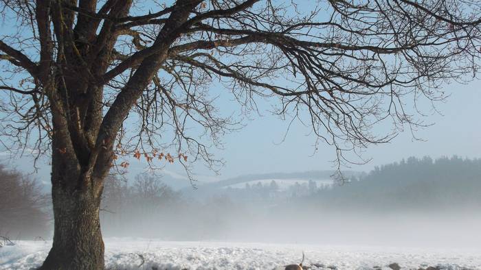 Ziurgabetasun handia elurraren inguruan